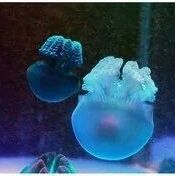 鄂东南2026届高三生物试卷+答案+赋分数据